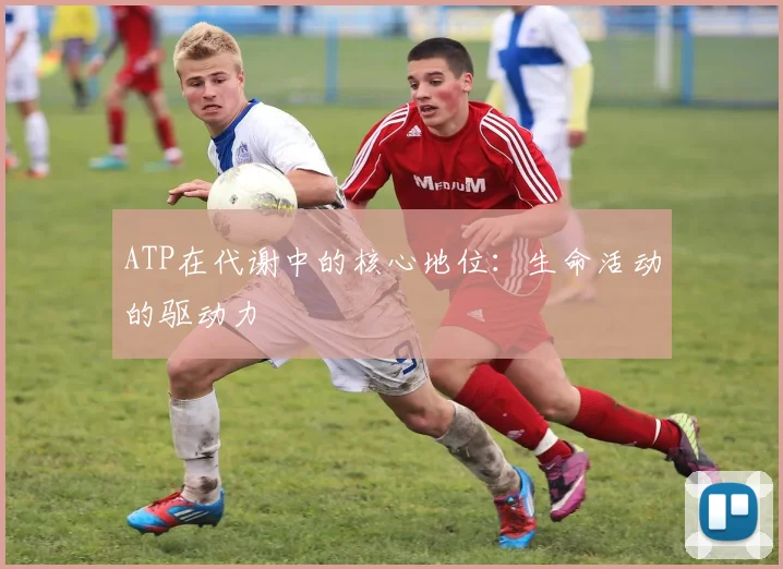 ATP在代谢中的核心地位：生命活动的驱动力